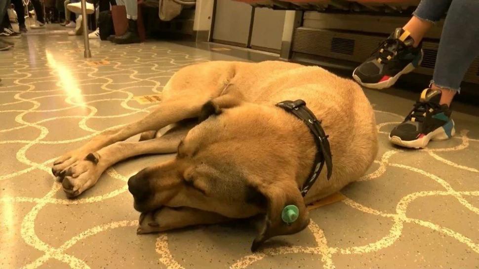 Câinele care ia zilnic metroul și dă prioritate la coborâre, în Istanbul 729863
