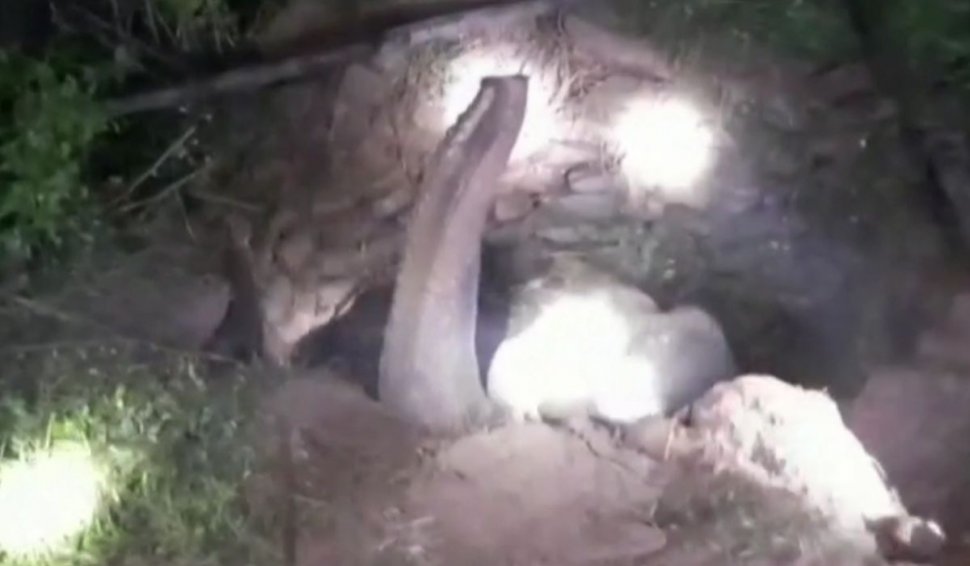 Elefant salvat cu excavatorul după ce a căzut într-un puț, în India