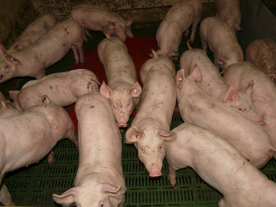 O nouă criză în Marea Britanie. Sute de porci au fost sacrificați din cauza lipsei muncitorilor. Fermierii, ”în lacrimi”