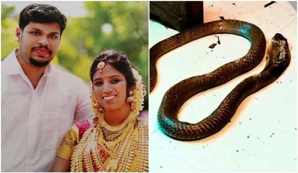 Un bărbat din India și-a ucis soția bogată cu o cobră, după ce nu a reușit să o omoare cu o viperă