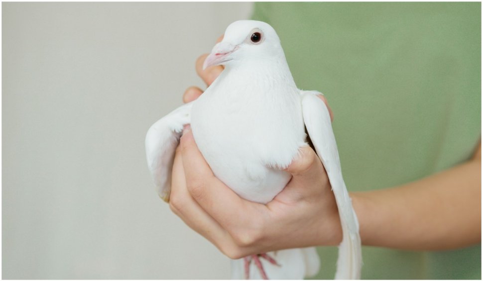 Român condamnat la închisoare pentru furt de porumbei, în Belgia. Pagubă de 600.000 de euro
