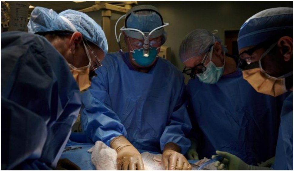 Chirurgii din SUA au transplantat un rinichi de porc unui om, în premieră mondială
