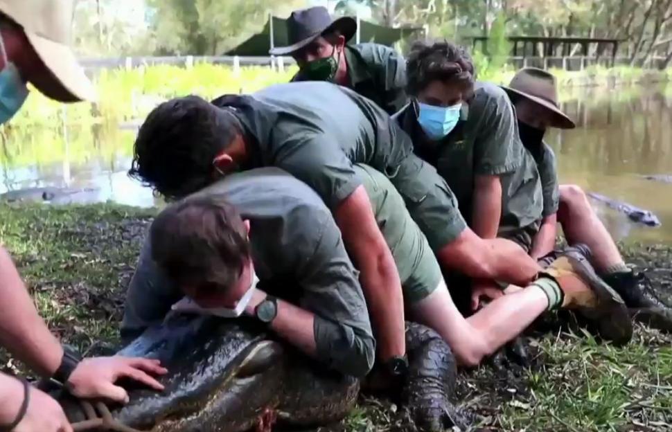 Șapte australieni, în spinarea lui Kanye, un aligator american agitat. Imagini virale de la operațiunea de izolare a reptilei turbulente 732578