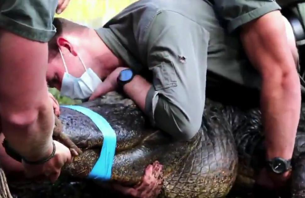 Șapte australieni, în spinarea lui Kanye, un aligator american agitat. Imagini virale de la operațiunea de izolare a reptilei turbulente 732579