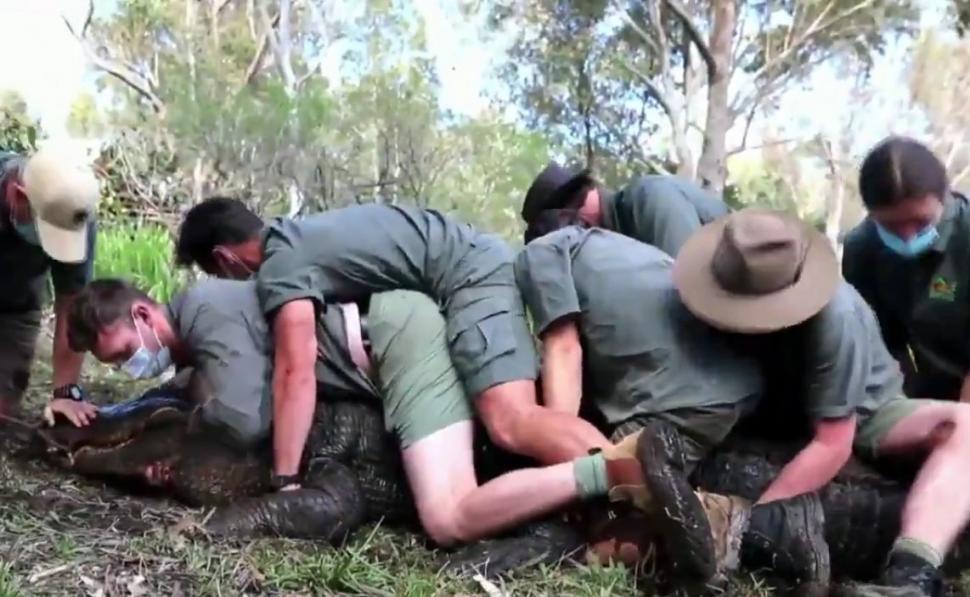 Șapte australieni, în spinarea lui Kanye, un aligator american agitat. Imagini virale de la operațiunea de izolare a reptilei turbulente 732580