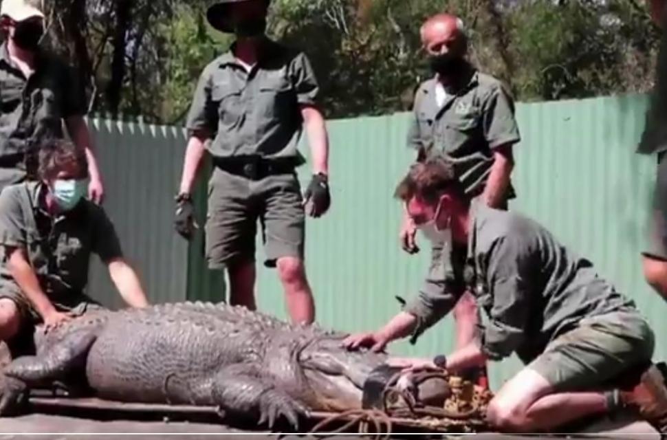 Șapte australieni, în spinarea lui Kanye, un aligator american agitat. Imagini virale de la operațiunea de izolare a reptilei turbulente 732581