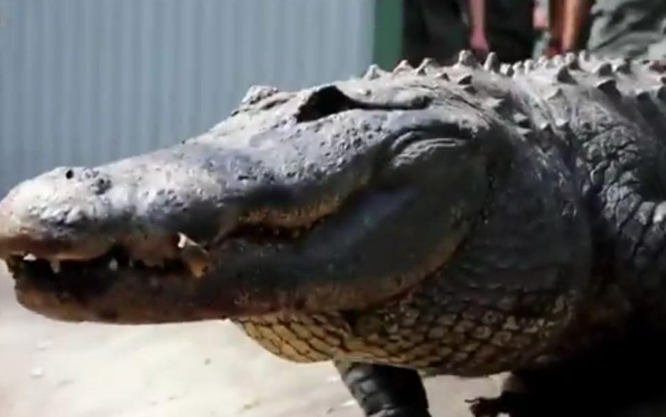 Șapte australieni, în spinarea lui Kanye, un aligator american agitat. Imagini virale de la operațiunea de izolare a reptilei turbulente 732582