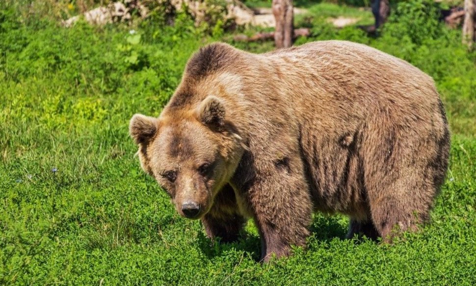 Bărbat atacat de urs, în timp ce se afla pe câmp din judeţul Sibiu. A fost transmis un mesaj Ro-Alert