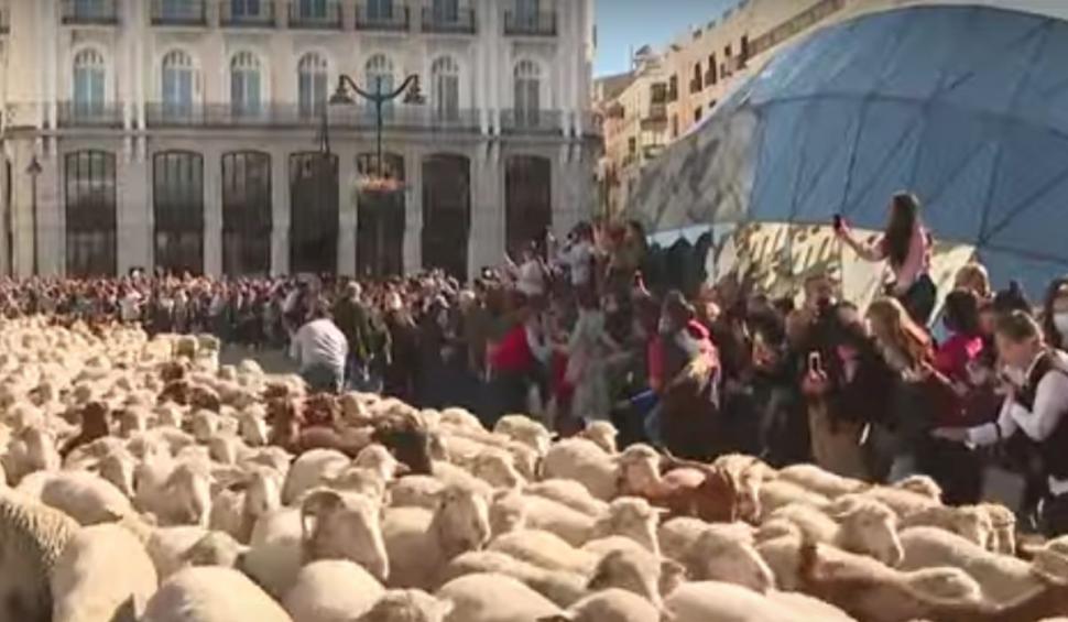 Oile placide s-au așternut la iernat, dar mai întâi și-au croit drum, vioaie, prin centrul Madridului. "Oh, totul e minunat!" 732894