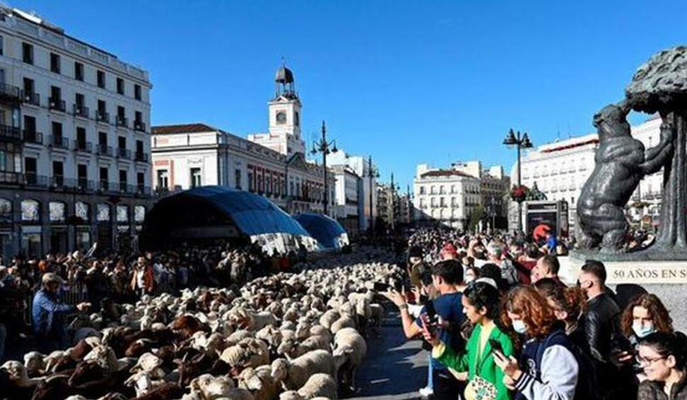 Oile placide s-au așternut la iernat, dar mai întâi și-au croit drum, vioaie, prin centrul Madridului. "Oh, totul e minunat!" 732895