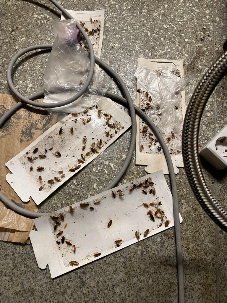 ANPC cere închiderea temporară a 4 magazine Mega Image din București. Gândaci în zona de patiserie, alimente cu mucegai, vitrine ruginite şi resturi alimentare 734100