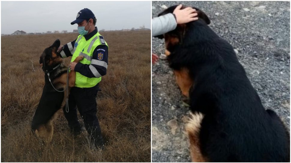 TEM, câinele polițist care a găsit o fetiță dispărută în județul Vrancea