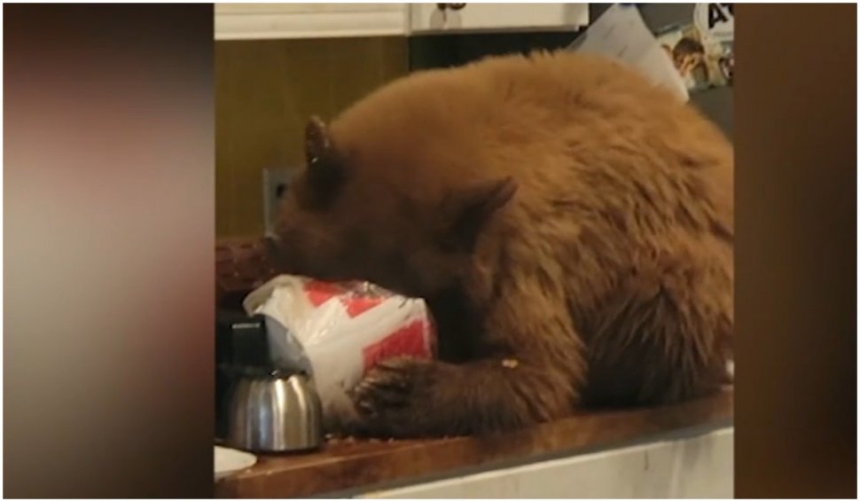 Un urs din California a intrat într-o casă și a mâncat toate aripioarele de la KFC pe care le-a găsit