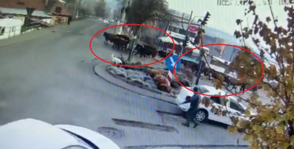 Imagini cu cele 17 vaci "maidaneze" care au devastat străzile din Vatra Dornei