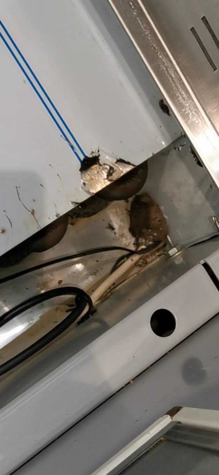 ANPC a închis temporar raioane ale supermarketurilor Carrefour, Lidl și Profi din Ploieşti. Mizerie, gândaci și marfă stricată 734420