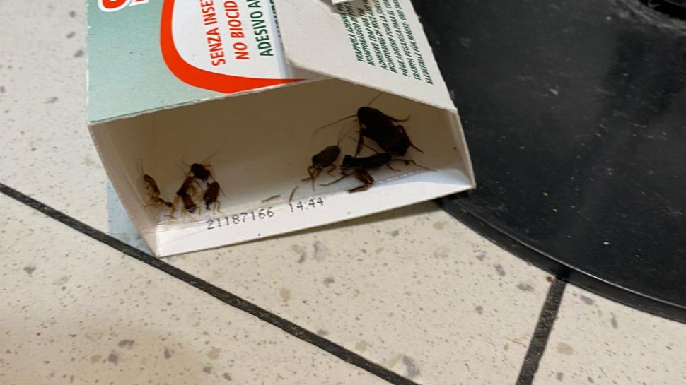 ANPC a închis temporar raioane ale supermarketurilor Carrefour, Lidl și Profi din Ploieşti. Mizerie, gândaci și marfă stricată 734422