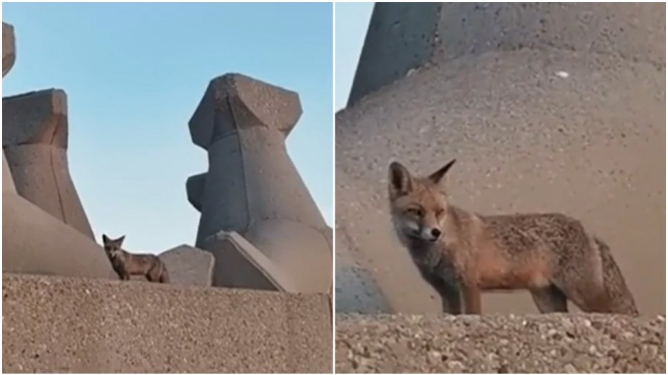 Imagini virale cu o vulpe! Animalul sălbatic a ieșit la plimbare pe digul din Portul Constanța