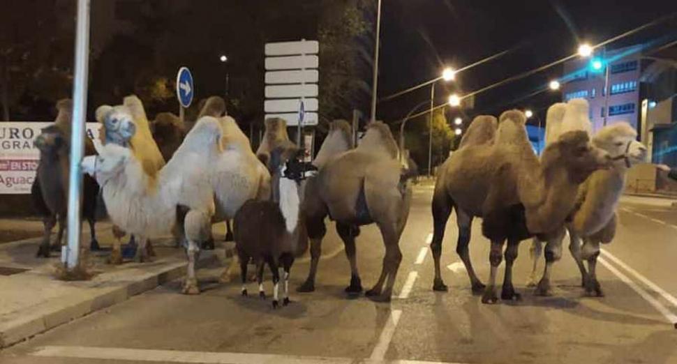 Marea evadare din Madrid. Mai multe cămile și o lamă, capturate de poliția spaniolă după ce au fost "ajutate" să fugă de la circ 734725