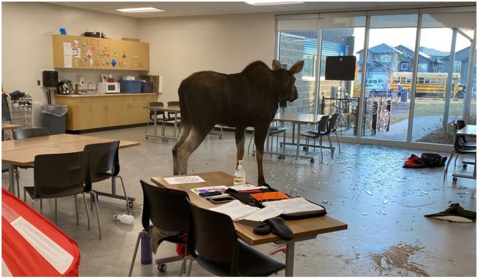 Un elan a intrat prin efracție într-o școală din Canada