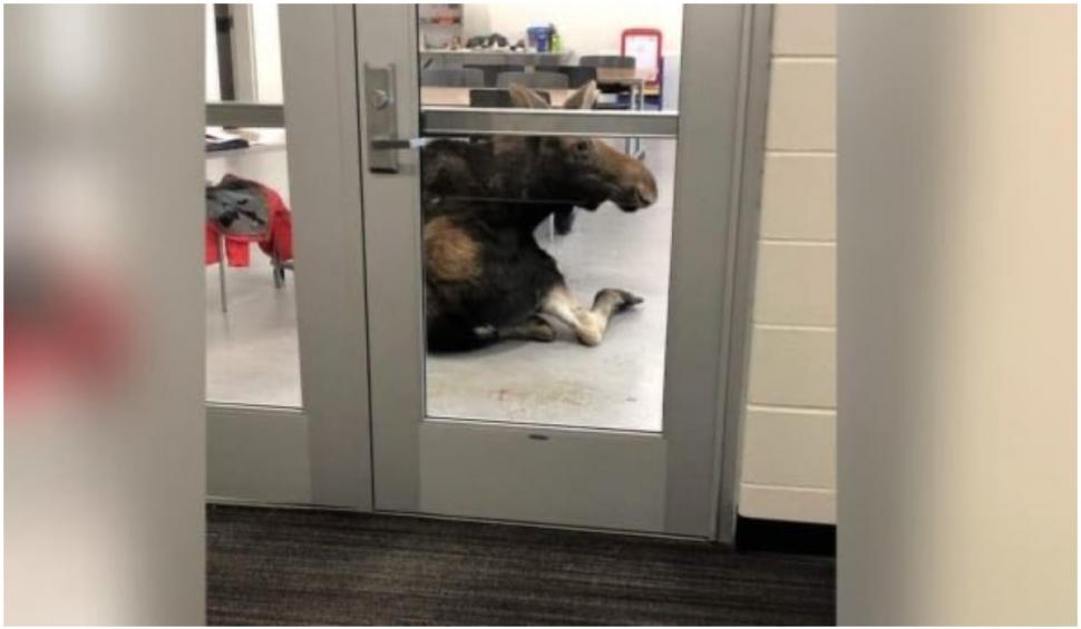 Un elan a intrat prin efracție într-o școală din Canada 734573