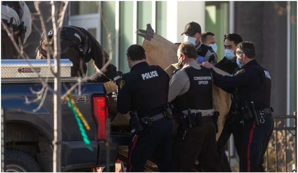 Un elan a intrat prin efracție într-o școală din Canada 734574