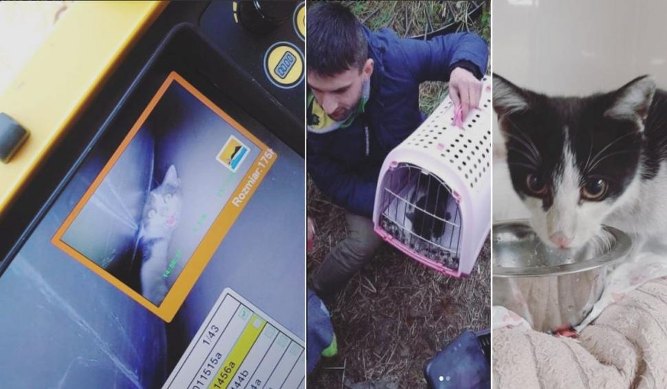 Motanul Rurek a sfidat destinul și a rămas în viață după 10 zile în care a fost strivit de o conductă în sistemul de termoficare 734742