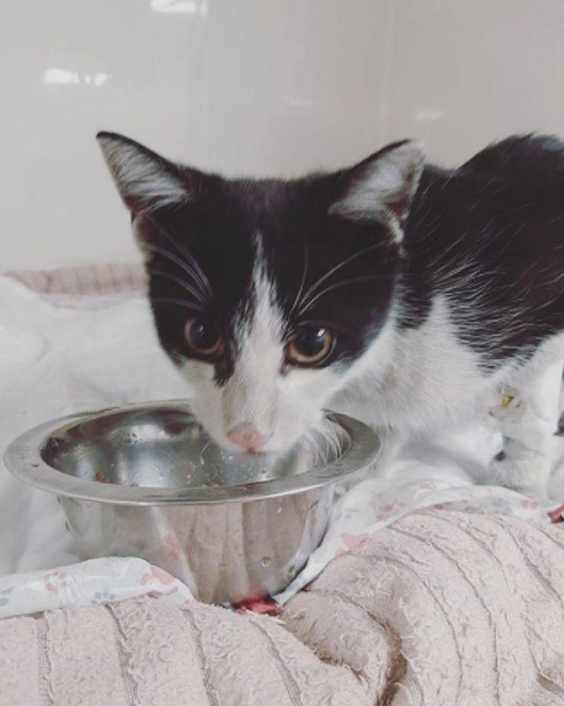 Motanul Rurek a sfidat destinul și a rămas în viață după 10 zile în care a fost strivit de o conductă în sistemul de termoficare 734743