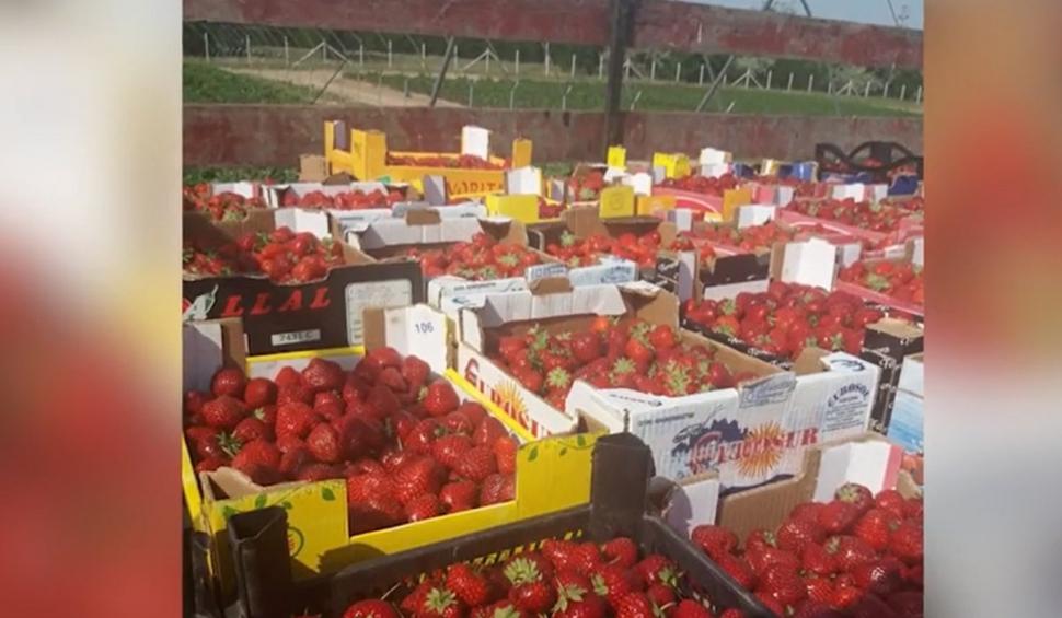 Petrică Mâțu Stoian s-a lansat în afaceri cu o cultură de căpşuni  734775