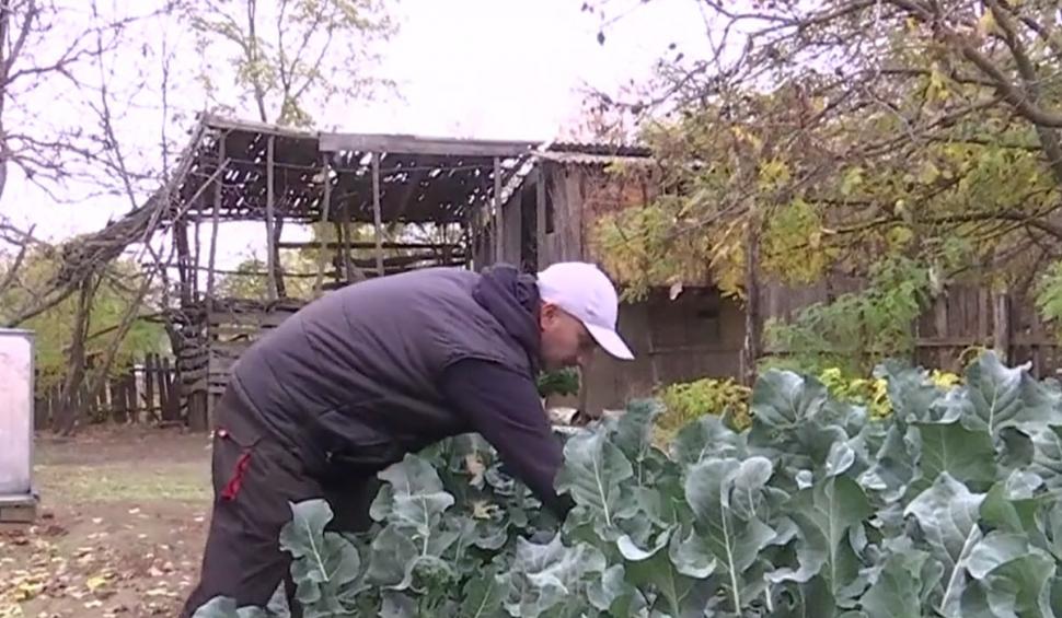 Povestea de succes a unui fermier care a dezvoltat prima cultură de baby broccoli din România 734930
