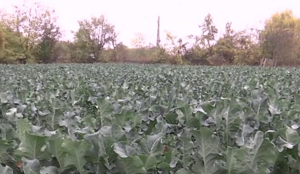 Povestea de succes a unui fermier care a dezvoltat prima cultură de baby broccoli din România 734931