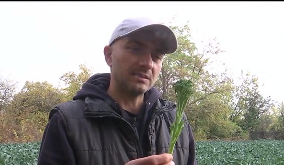Povestea de succes a unui fermier care a dezvoltat prima cultură de baby broccoli din România 734933