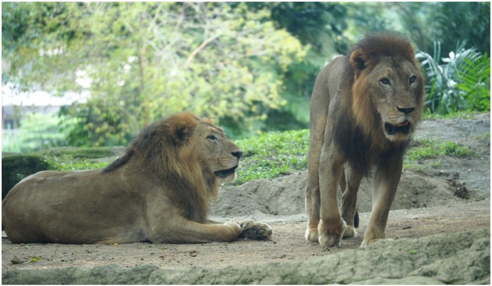 Patru lei au fost infectați cu COVID-19, la o grădină zoologică din Singapore