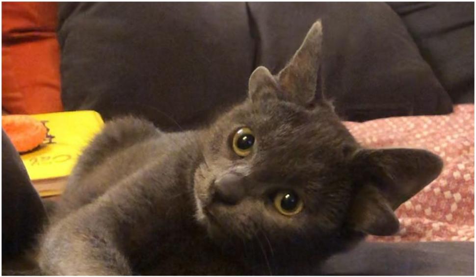 Midas, pisica cu 4 urechi, a devenit senzația internetului 736370