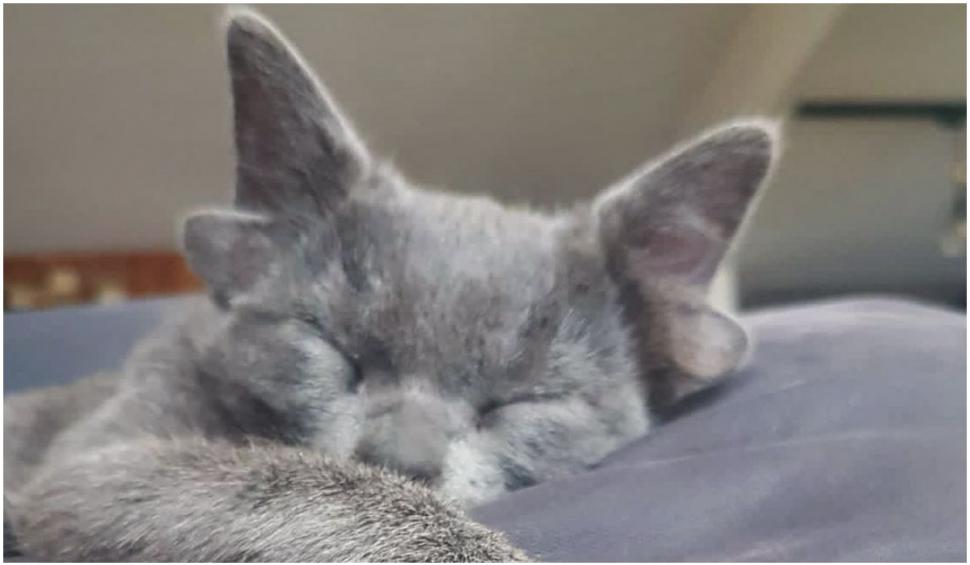Midas, pisica cu 4 urechi, a devenit senzația internetului 736371