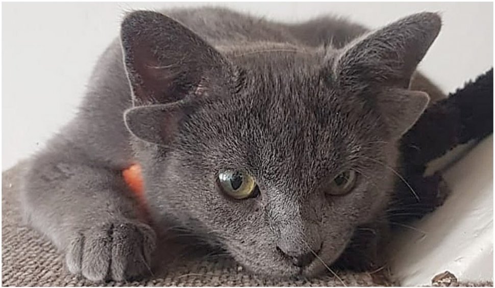 Midas, pisica cu 4 urechi, a devenit senzația internetului