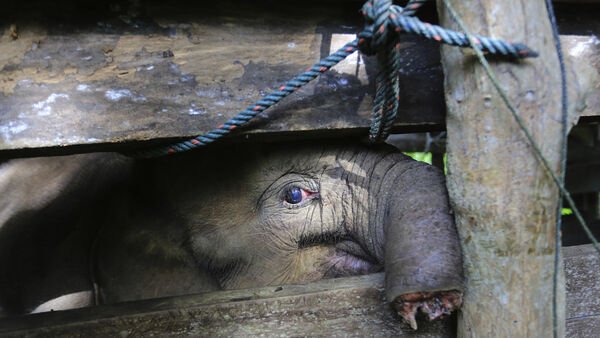 Un pui de elefant a murit, după ce și-a pierdut jumătate din trompă într-o capcană a braconierilor, în Indonezia