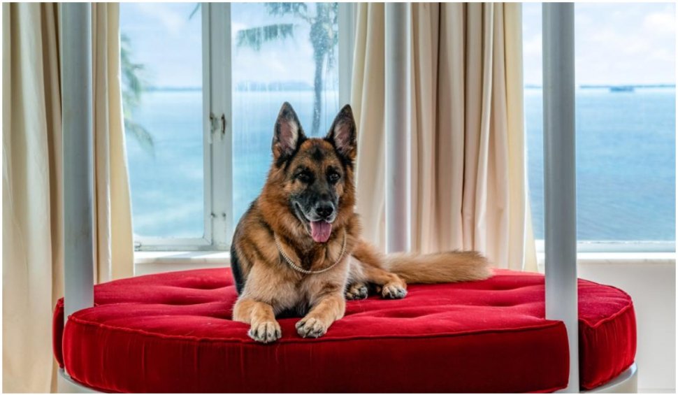 „Cel mai bogat câine din lume” își vinde proprietatea din Miami pentru 32 de milioane de dolari