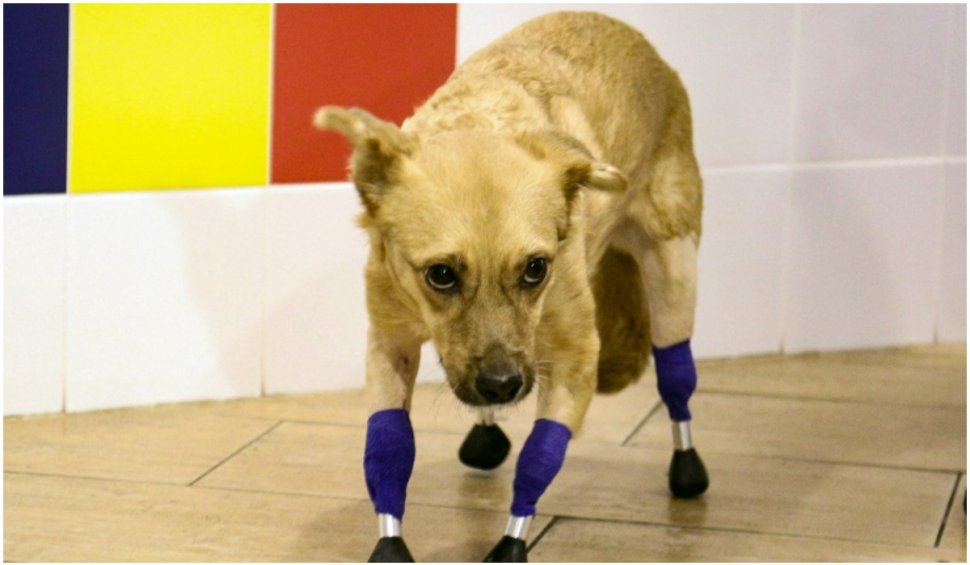 Înapoi în patru labe, dar de titan. Un câine a trecut print-un cvadruplu transplant, după ce a fost găsit abandonat cu picioarele tăiate