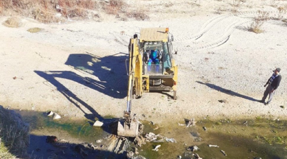 Cadavre de animale aruncate pe albia unui râu din Argeş. Autorităţile au găsit aproape o tonă de resturi animaliere