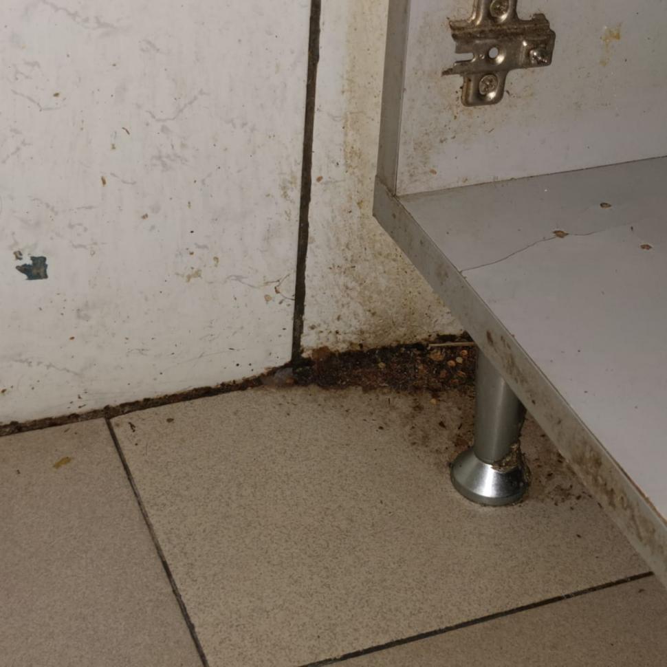 Mizerie, mucegai și gândaci în mai multe piețe din București. Amenzi de peste 135.000 de lei, un magazin și o piață închise de ANPC 737475