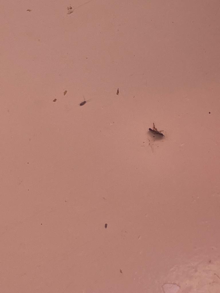 Mizerie, mucegai și gândaci în mai multe piețe din București. Amenzi de peste 135.000 de lei, un magazin și o piață închise de ANPC 737477