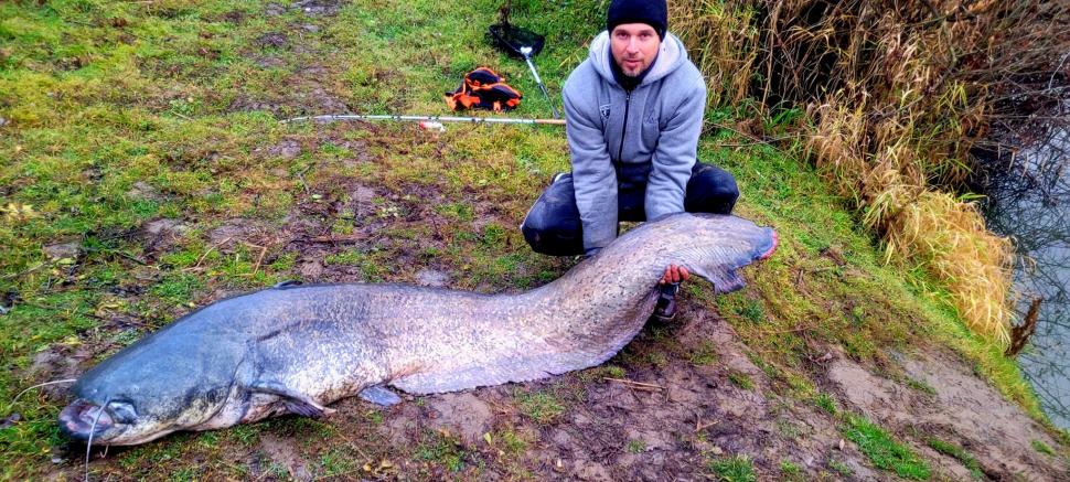 "Monstru" de 70 kg! Somn uriaş, lung de 2 metri, prins de un pescar din Satu Mare 737492