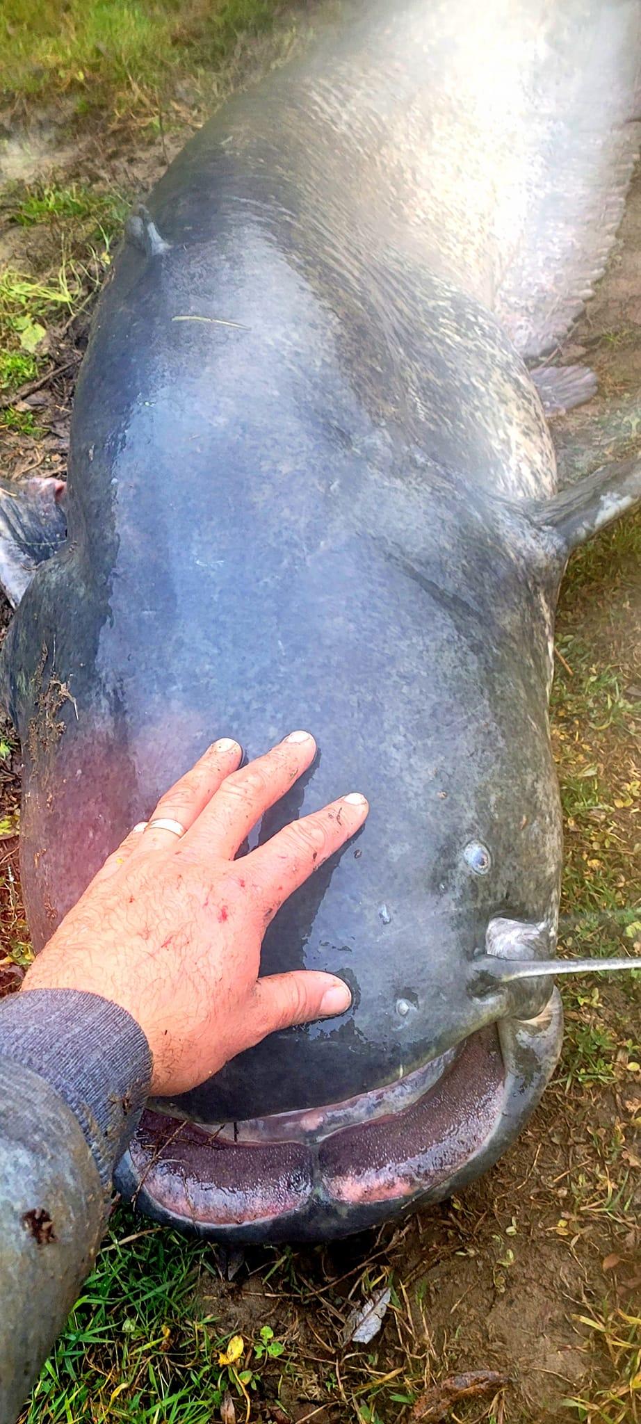 "Monstru" de 70 kg! Somn uriaş, lung de 2 metri, prins de un pescar din Satu Mare 737493