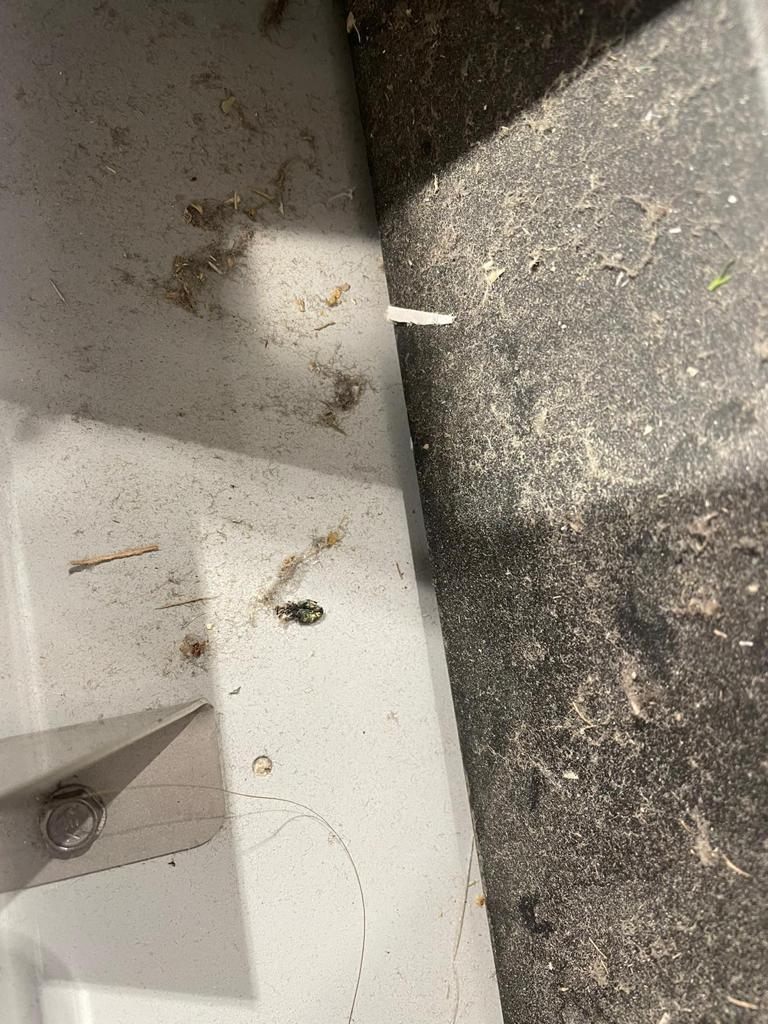 Halele Obor din Capitală, închise temporar de comisarii ANPC. Aceștia au găsit mizerie, păr și insecte moarte 737687