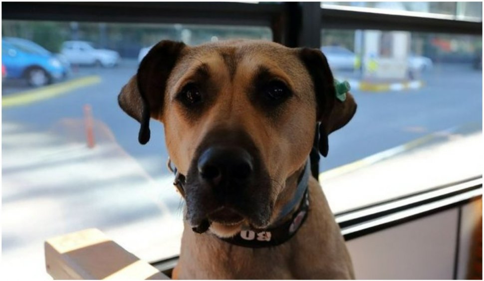 Boji, un câine celebru din Turcia, denigrat într-o conspirație politică. I s-a înscenat că s-ar fi ușurat în autobuz