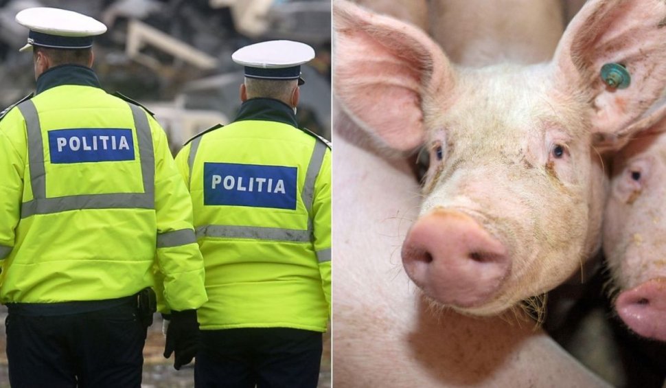 Mai mulţi poliţişti din Giurgiu au făcut cereri pentru a primi porci de Crăciun în funcţie de vechime