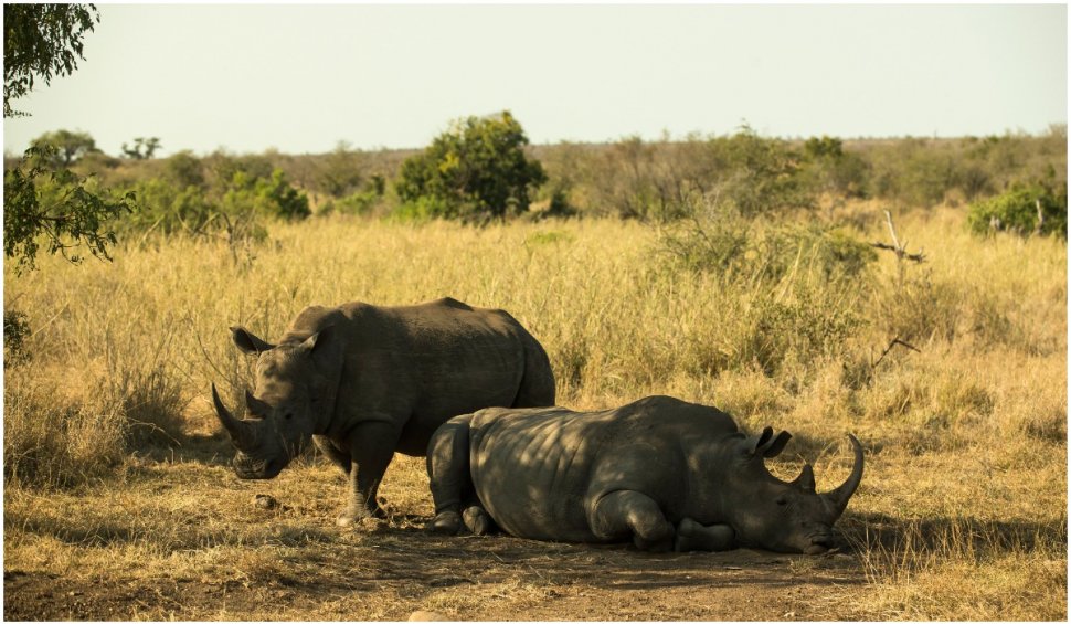 Treizeci de rinoceri albi au fost transportați din Africa de Sud în Rwanda cu un Boeing 747