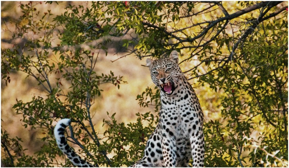 O mamă din India a alergat aproape 1 km după un leopard, și apoi s-a luptat cu el pentru a-și salva copilul