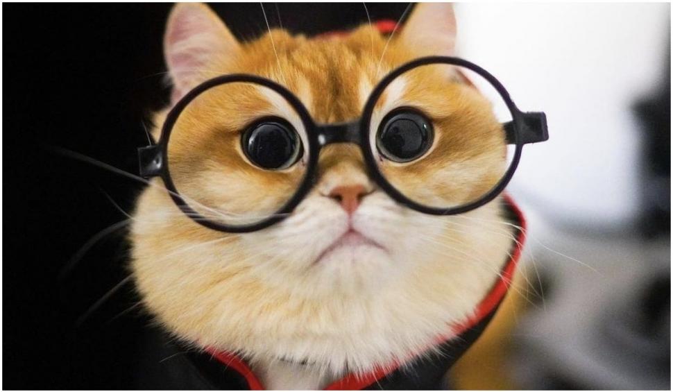 O pisică identică cu Puss in Boots din Shrek a cucerit internetul. Pisco are peste jumătate de milion de fani pe Instagram 739311