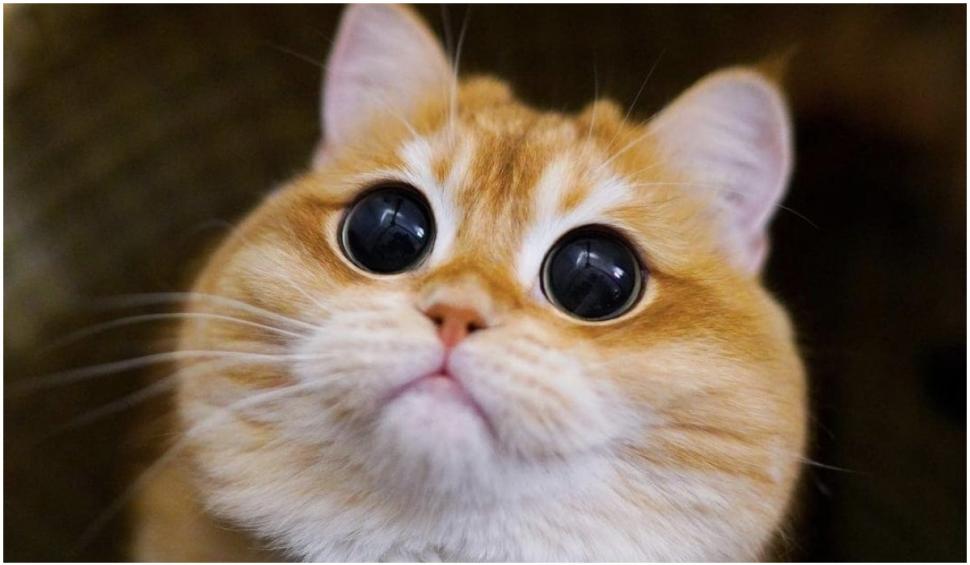 O pisică identică cu Puss in Boots din Shrek a cucerit internetul. Pisco are peste jumătate de milion de fani pe Instagram 739312